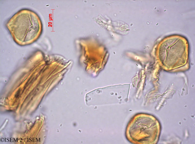 ISEM 2/Cotyledon_grandiflora_27156/Cotyledon_grandiflora_27156_0001(copy)_thumb.jpg